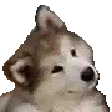 Confusedog