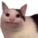 Cat Face cat_face Discord Emoji