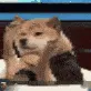 CE_DogLeg