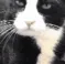 CE_CattoLick