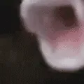 a_bigPog3