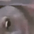 a_bigPog2 a_bigPog2