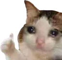 catthumbsup catthumbsup