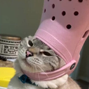 croccat2 Discord emoji