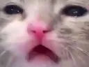 catfacewut