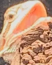 AHHDragon