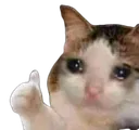 catthumbsup