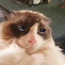 CE_SadCat4 CE_SadCat4