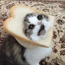 CE_SadCat2 CE_SadCat2