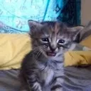 CE_SadCat1 CE_SadCat1