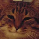 MmmCat