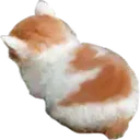 angy