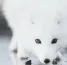 foxsneak foxsneak