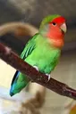 EnriqueParrot