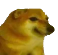 doge