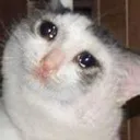 sadcat sadcat
