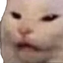 Madcat MadCat Discord Emoji