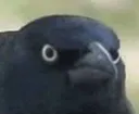 dafuq
