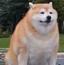 doggo doggo