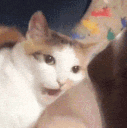 fuckedcat Discord Emoji