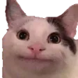 politeCat