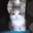 Catastrophe_SadCatsAttack