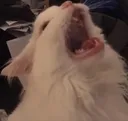cat10
