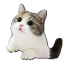 cat11
