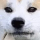 saiabloosh