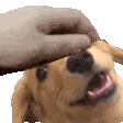 PETTHEWOWEE