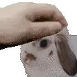 PETTHEBUNNY