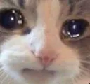 cryingcat
