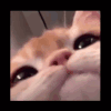 vortkiss Discord emoji