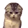 CatYawn