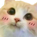 blushiecat