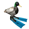 ducksmad