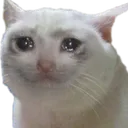 sadcat