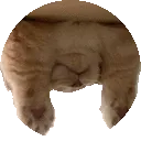 lewdCatSpin