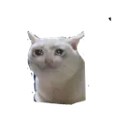 Caty Discord Emoji