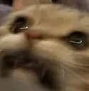 AngryMow