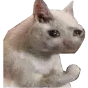 CatSoLong