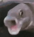 pogfish