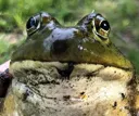 FrogBruh