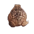 frogspin