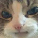 angrycat angrycat