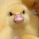 duckstare