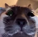 Stare Stare