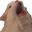 scream