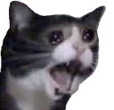 catscream2 catscream2