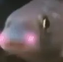 blushFish blushFish